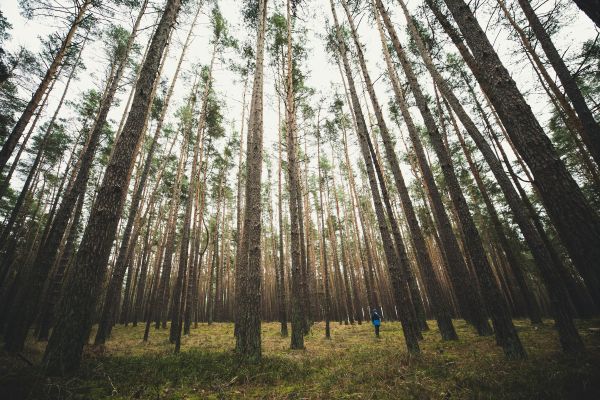 Top stratégies pour les ingénieurs forestiers dans la gestion durable